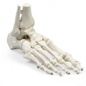 Lifesize Model Foot Skeleton with Tibia and Fibula Insertions